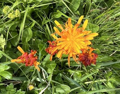 Crepis aurea, photographed by Alexandra Gillespie