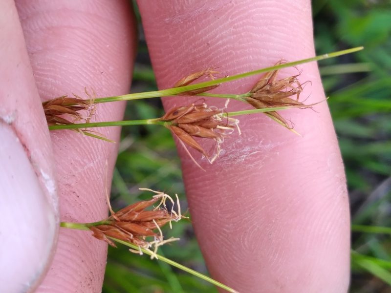 Rhynchospora pleiantha, photographed by Scott Ward