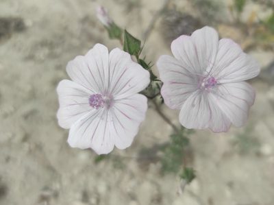 Malva hispanica, photographed by Sara Navarro