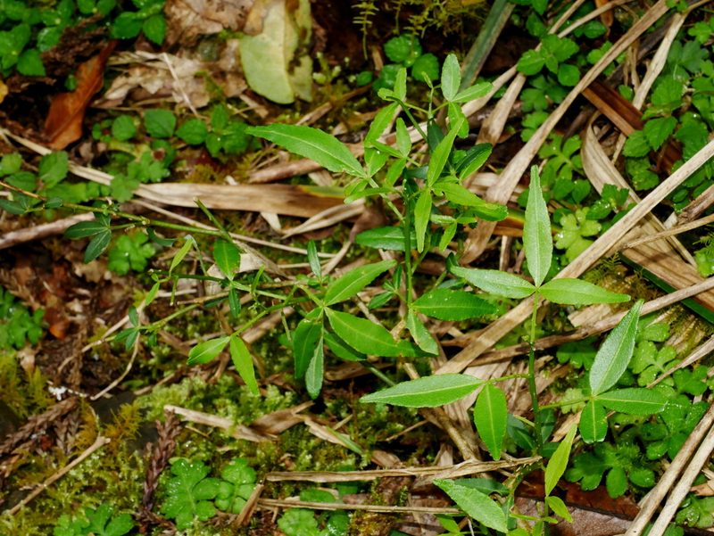 Zanthoxylum asiaticum, photographed by Jacy Chen