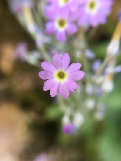 Primula specuicola, photographed by Carrie Seltzer