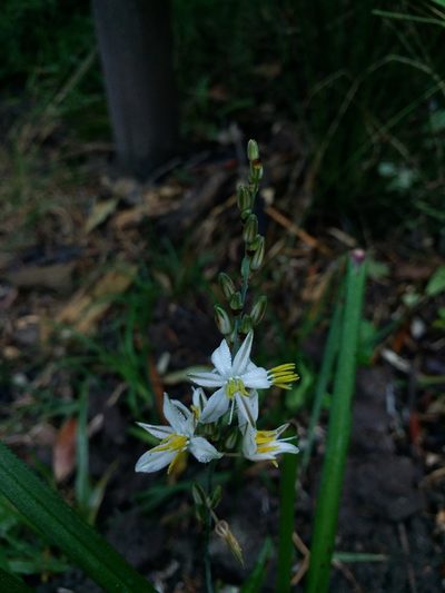 Chlorophytum saundersiae, photographed by jordaan
