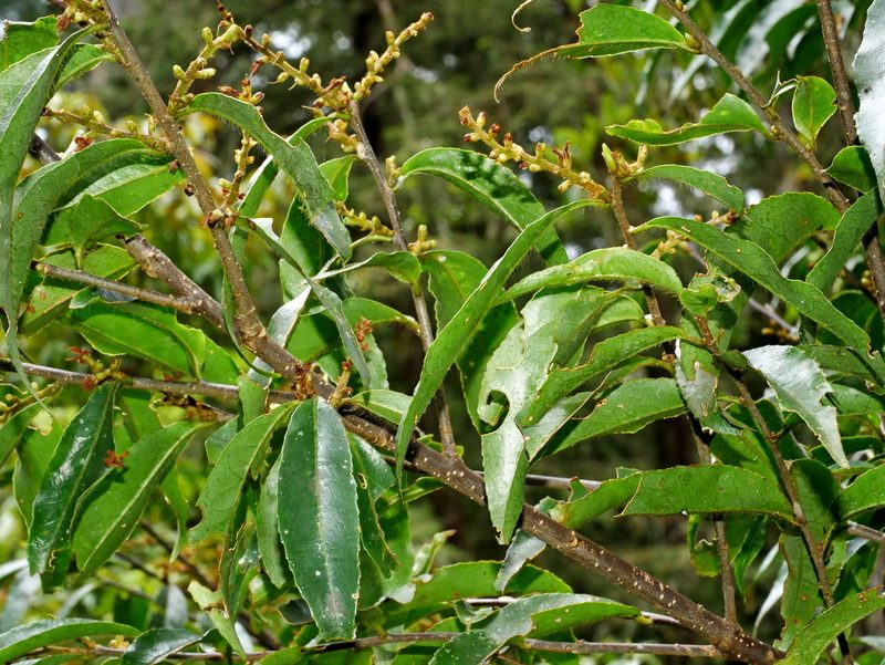 Symplocos lancifolia, photographed by Jacy Chen