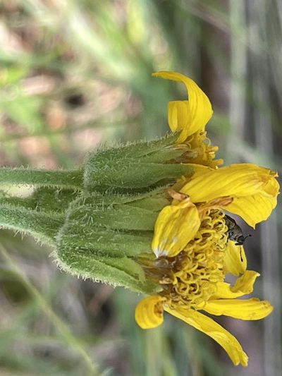 Arnica acaulis, photographed by Becky Dill