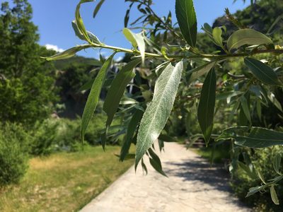 Salix alba, photographed by Mirko Ubović