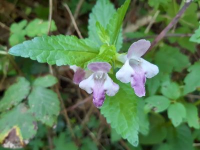 Melittis melissophyllum, photographed by Bartholomeus van der Geer