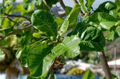 Terminalia catappa, photographed by Donald Davesne