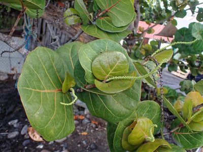 Coccoloba uvifera, photographed by Donald Davesne