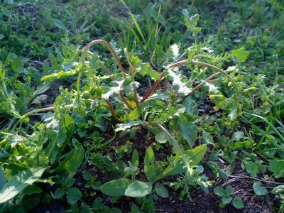 Senecio vulgaris, photographed by Paulius Rupšas