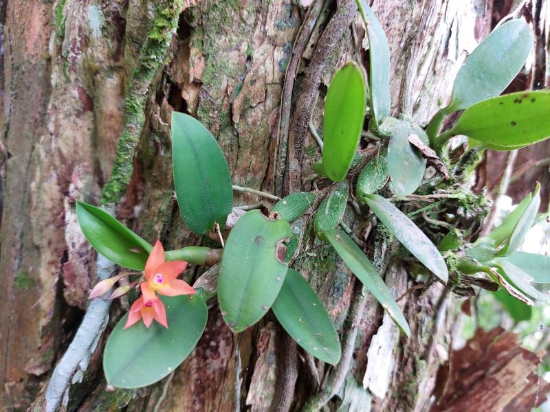 Cattleya cernua, photographed by Patrícia Hanate