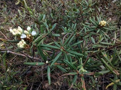 Rhododendron tomentosum, photographed by Елена Кизилова