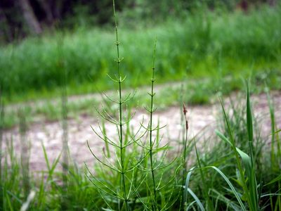 Equisetum palustre, photographed by Wolfgang Jauch