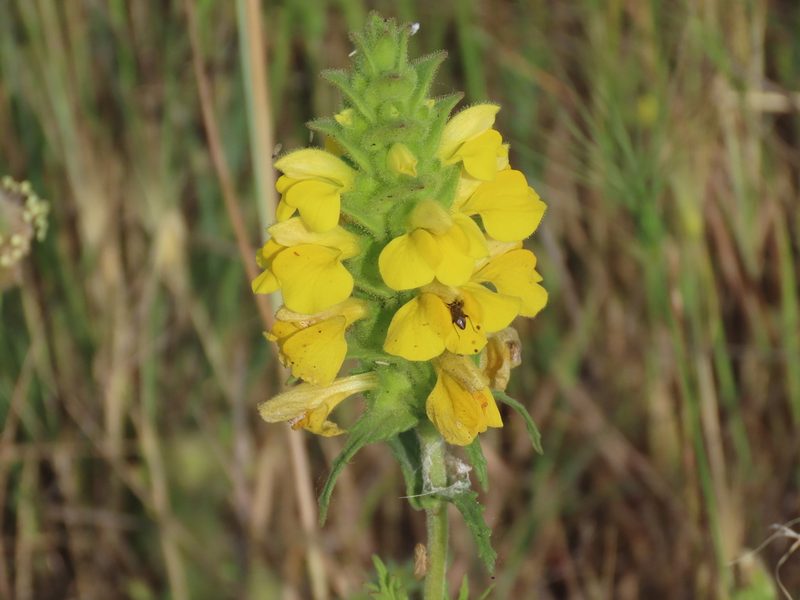 Bellardia trixago, photographed by Juan C. Espinosa