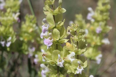 Salvia absconditiflora, photographed by Edmundas Greimas