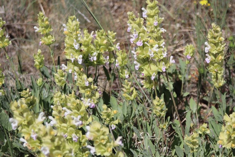 Salvia absconditiflora, photographed by Edmundas Greimas