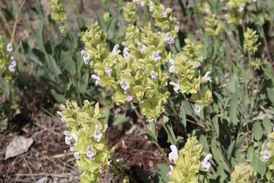 Salvia absconditiflora, photographed by Edmundas Greimas