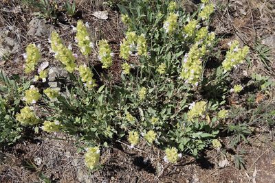 Salvia absconditiflora, photographed by Edmundas Greimas