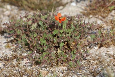 Papaver dubium, photographed by Tommy Andriollo