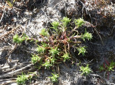 Scleranthus annuus, photographed by Игорь Васильев