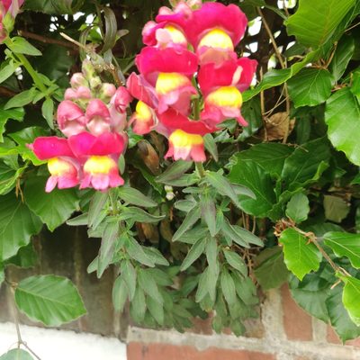 Antirrhinum majus, photographed by Harshjeet Singh Bal