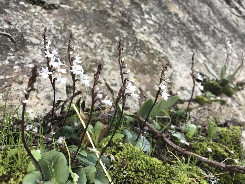 Holothrix parviflora, photographed by Ren Hoekstra