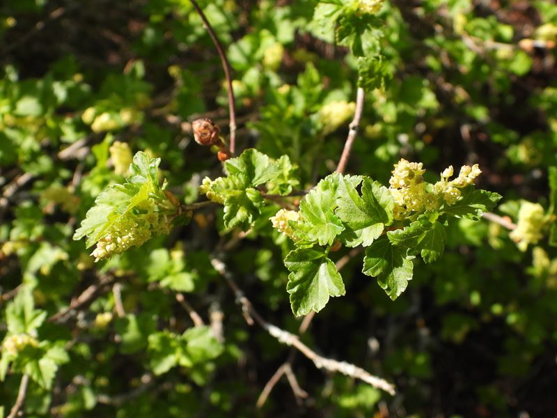 Ribes alpinum, photographed by Vesa Oikonen