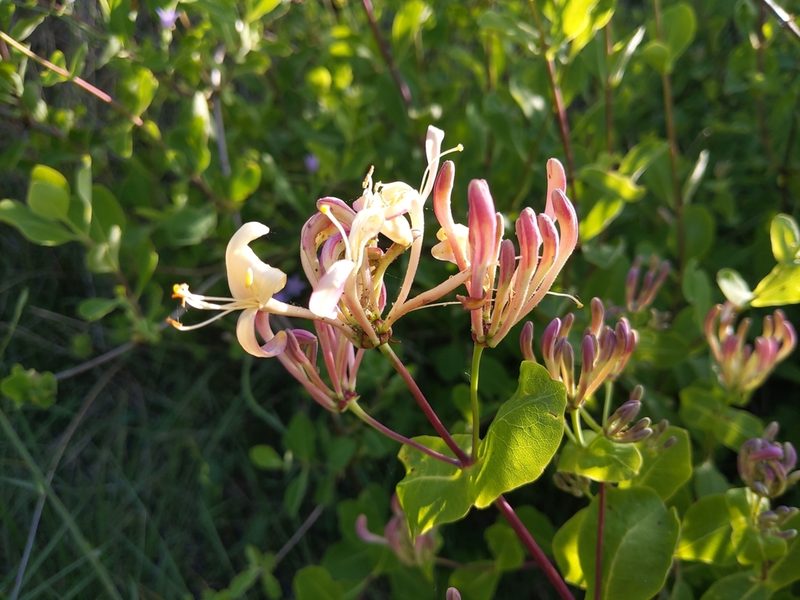 Lonicera etrusca, photographed by castieler