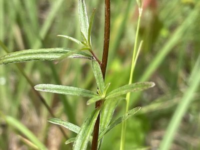 Oenothera fruticosa, photographed by Becky Dill