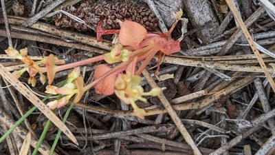 Claytonia rubra, photographed by Ben Keen