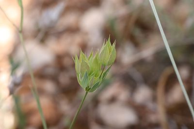 Bupleurum baldense, photographed by Roland Godon
