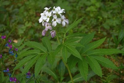 Cardamine heptaphylla, photographed by saydelah