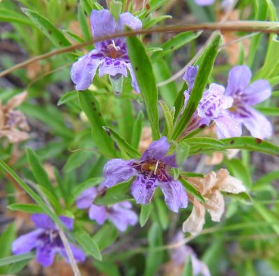 Dyschoriste linearis, photographed by saltyhiker