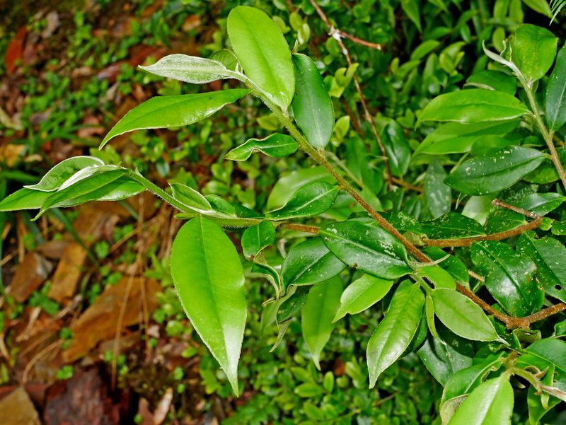 Adinandra lasiostyla, photographed by Jacy Chen
