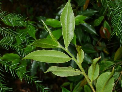 Adinandra lasiostyla, photographed by Jacy Chen