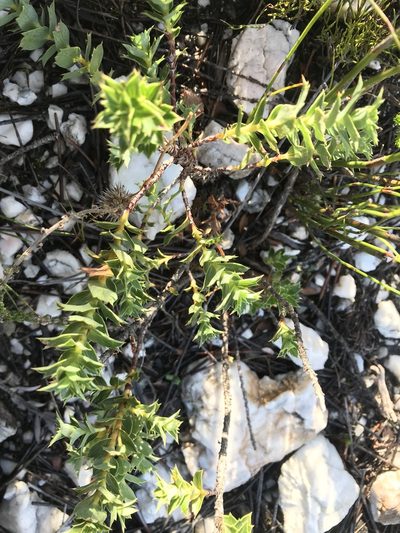 Cliffortia ilicifolia, photographed by Ren Hoekstra