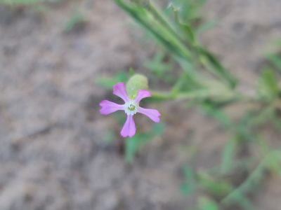 Silene conica, photographed by Elias