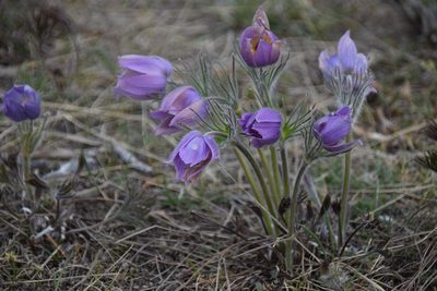 Pulsatilla nuttalliana, photographed by Syd Cannings