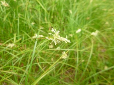Carex brizoides, photographed by Gabriel Mayrhofer