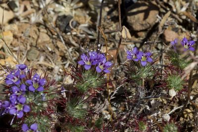 Navarretia jepsonii, photographed by Arvel Hernandez