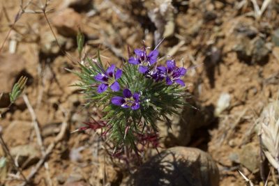 Navarretia jepsonii, photographed by Arvel Hernandez