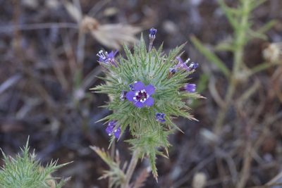Navarretia pubescens, photographed by Arvel Hernandez