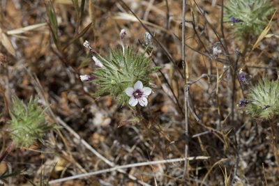 Navarretia pubescens, photographed by Arvel Hernandez