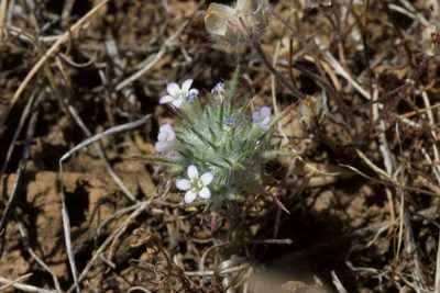 Navarretia heterandra, photographed by Arvel Hernandez