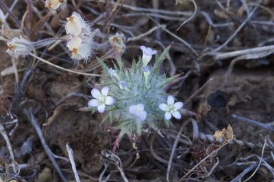 Navarretia heterandra, photographed by Arvel Hernandez