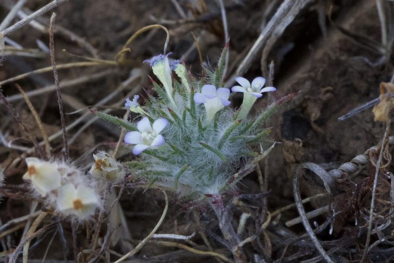 Navarretia heterandra, photographed by Arvel Hernandez