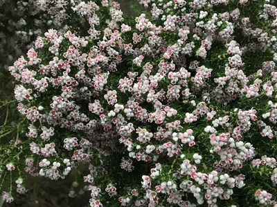 Phylica purpurea, photographed by Ren Hoekstra