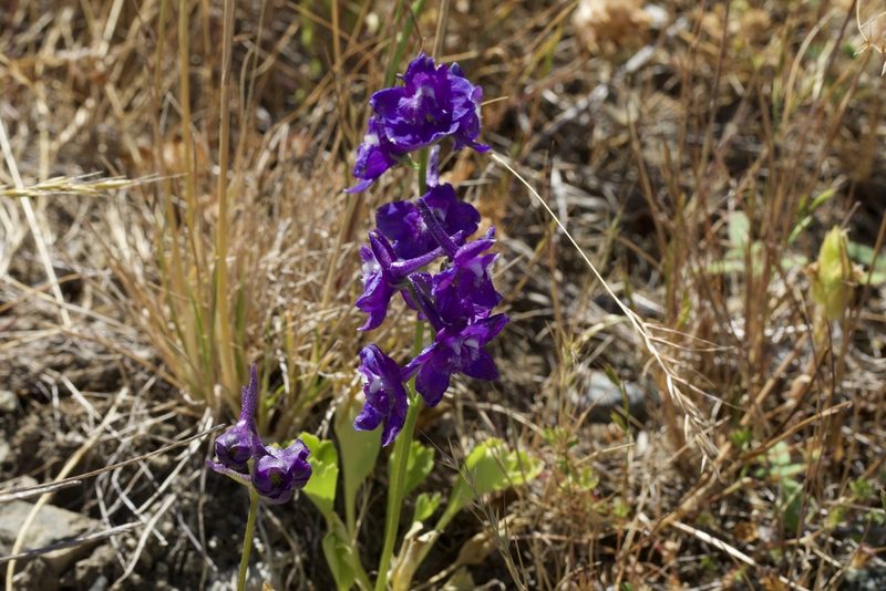 Delphinium uliginosum, photographed by Arvel Hernandez