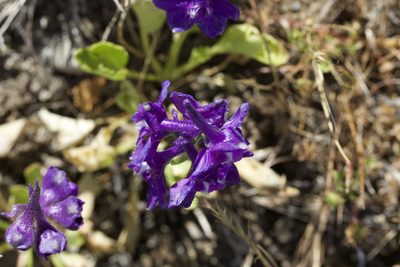 Delphinium uliginosum, photographed by Arvel Hernandez