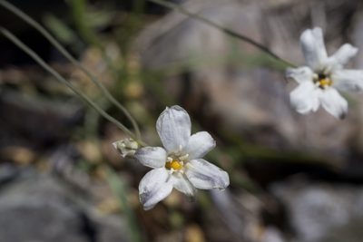 Triteleia peduncularis, photographed by Arvel Hernandez