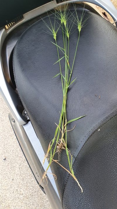 Aegilops neglecta, photographed by Andrea Meucci